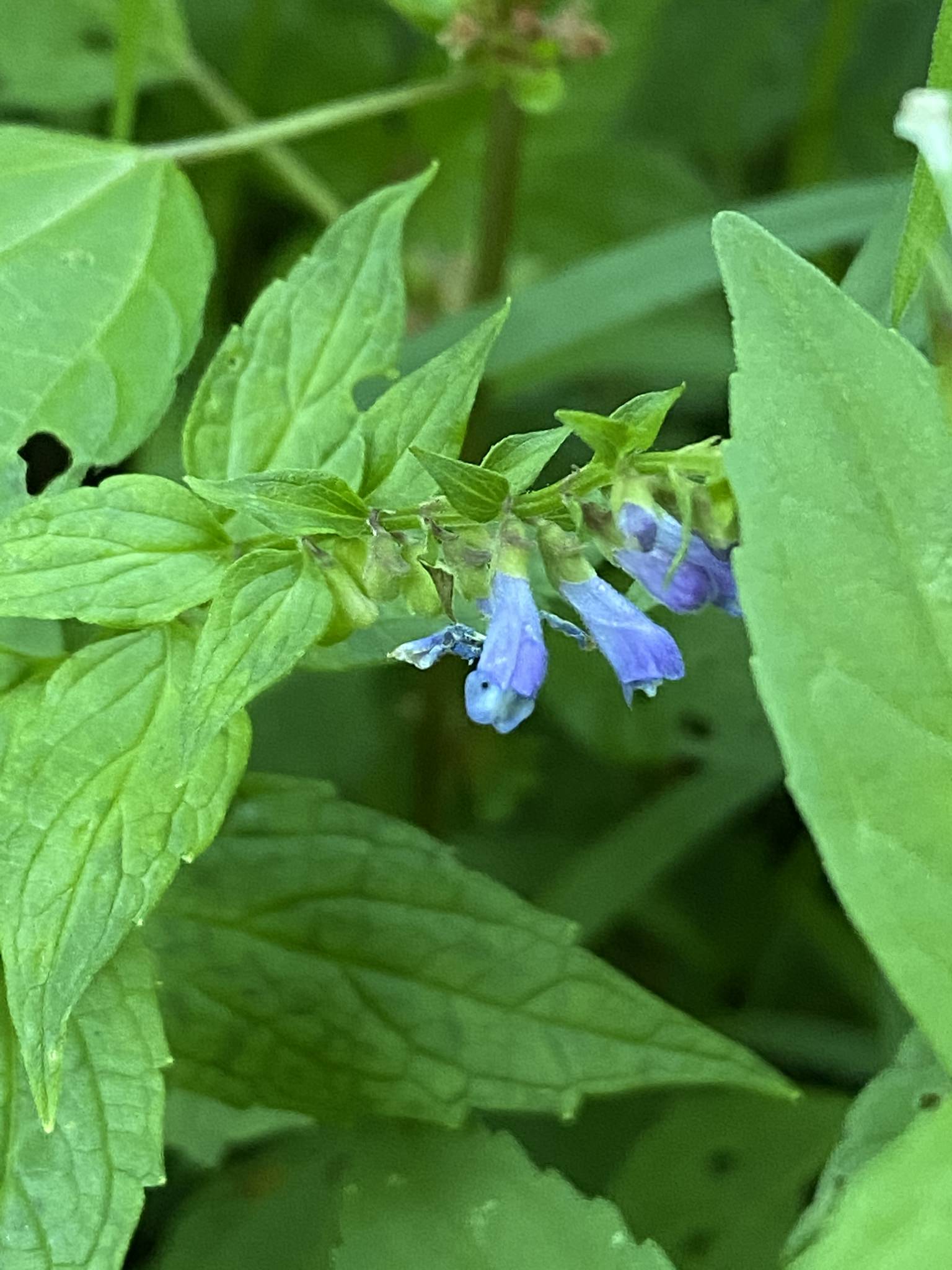 Scutellaria lateriflora